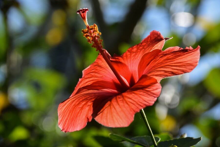 Цветок на Бали